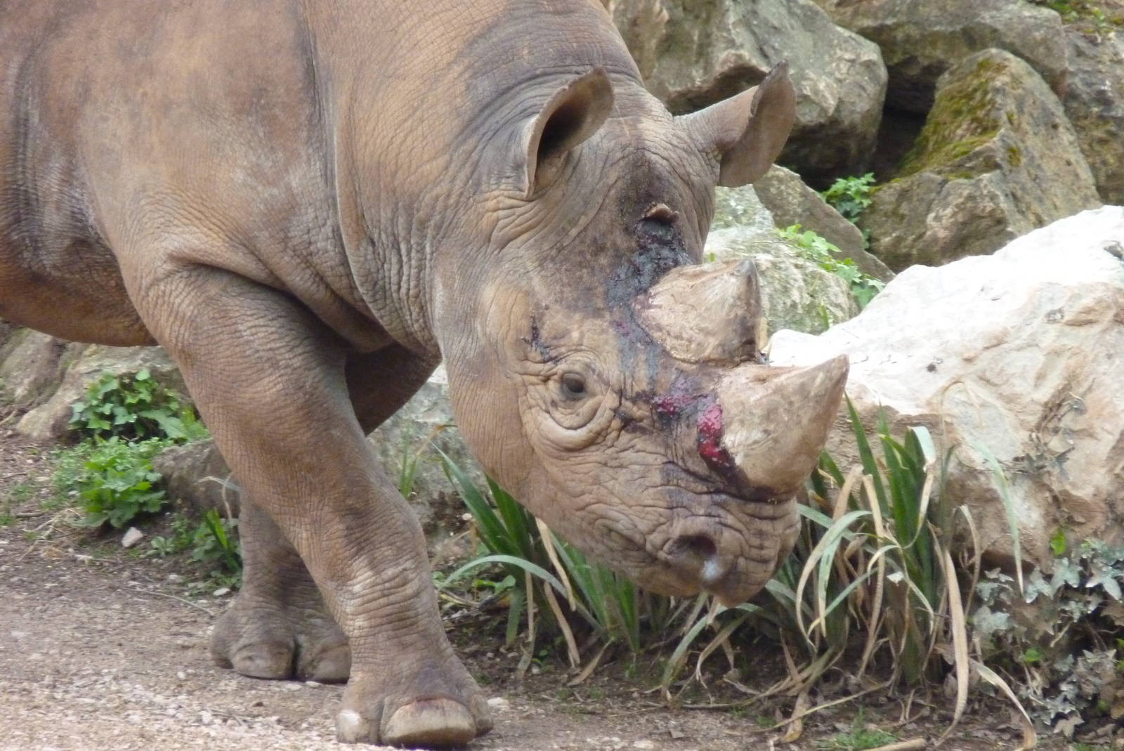 Manyara, Black Rhino, May 2016