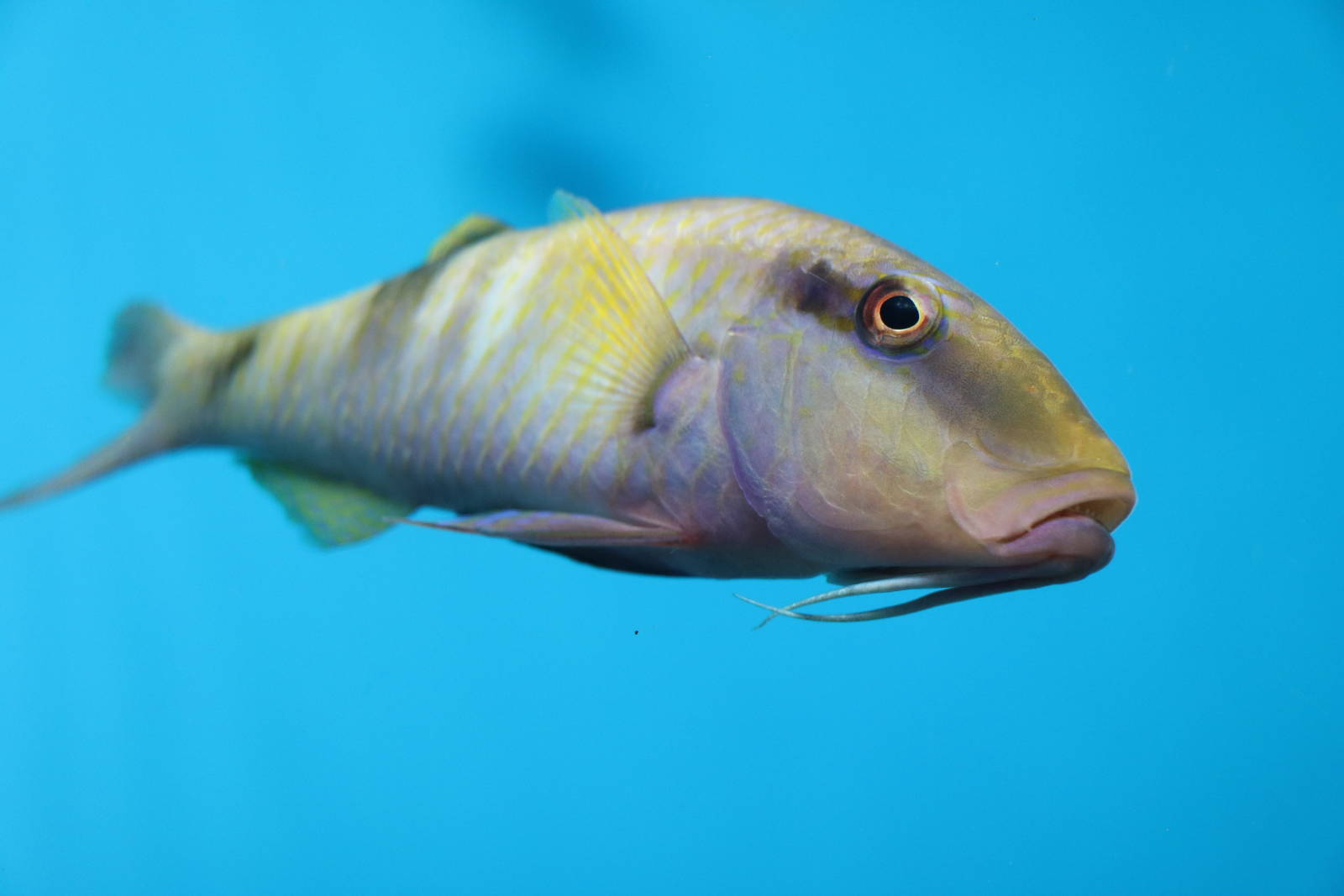 Manybar goatfish, February 2016