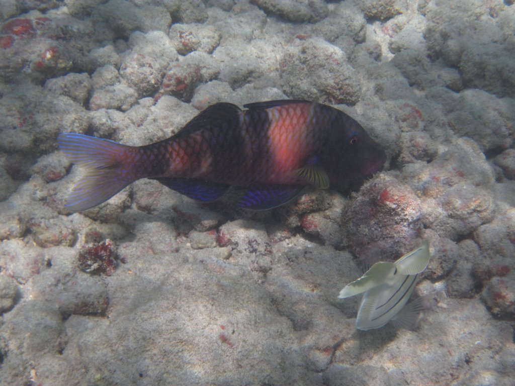 Manybar Goatfish (Parupeneus multifasciatus)