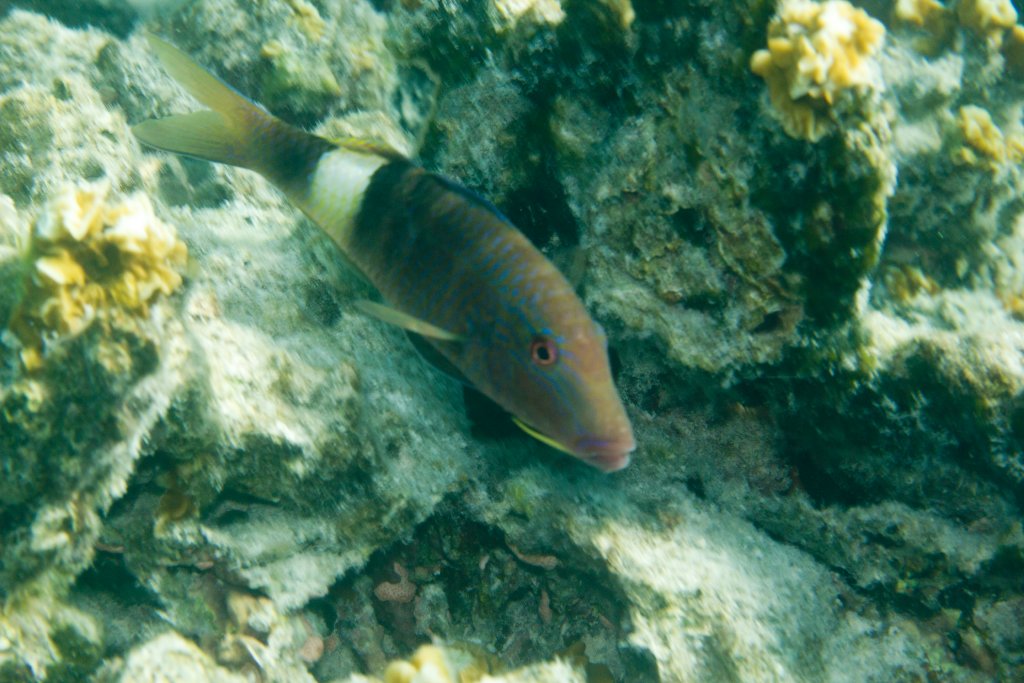 Manybar Goatfish (Parupeneus multifasciatus)
