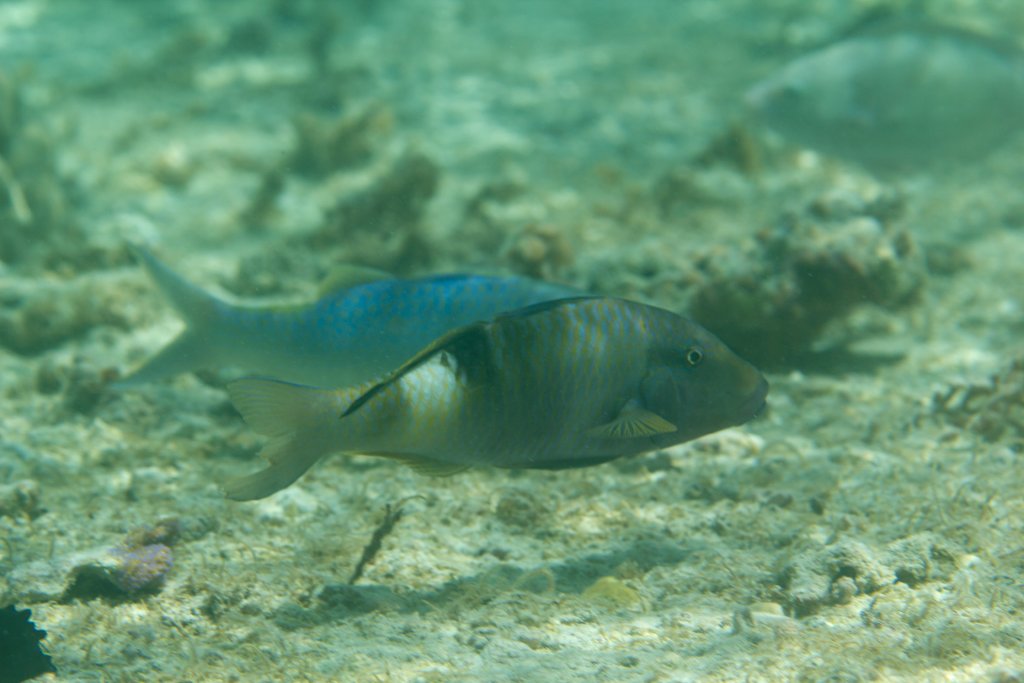 Manybar Goatfish (Parupeneus multifasciatus)