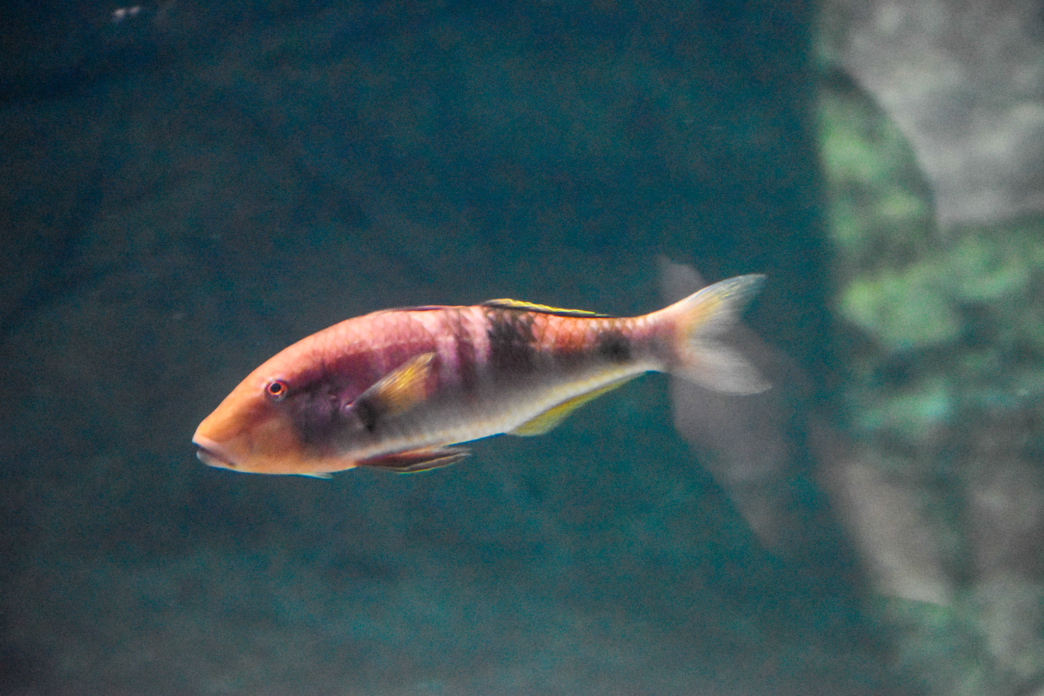 Manybar Goatfish (Parupeneus multifasciatus)