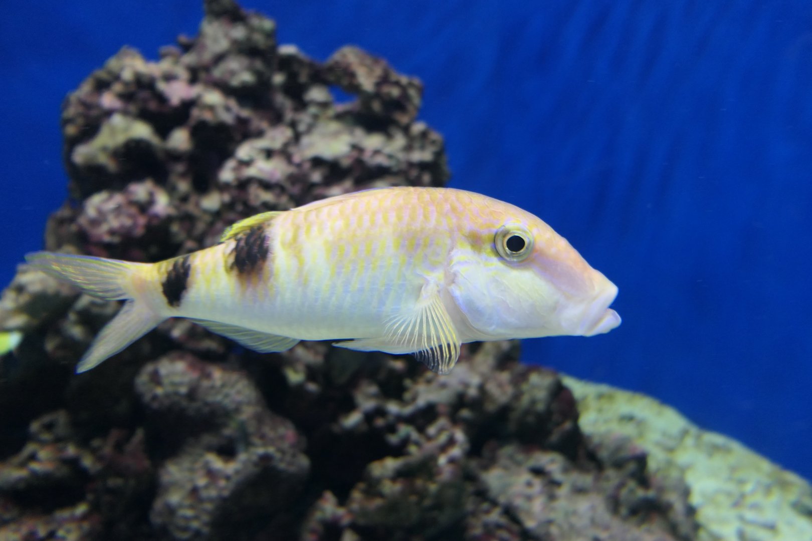 Manybar Goatfish (Parupeneus multifasciatus)
