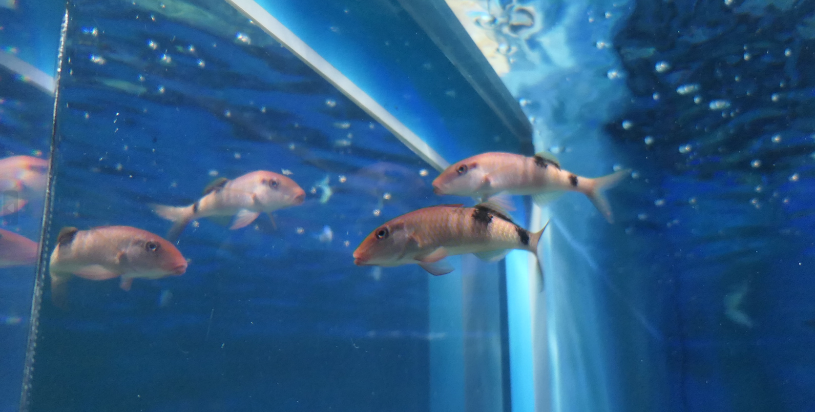 Manybar Goatfish (Parupeneus multifasciatus)