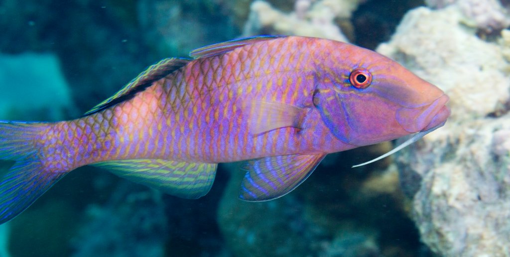 Manybar Goatfish (Paurpeneus multifasciata)