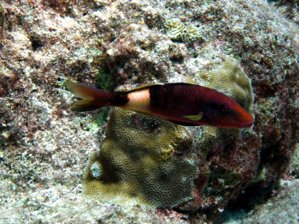 Manybar Goatfish