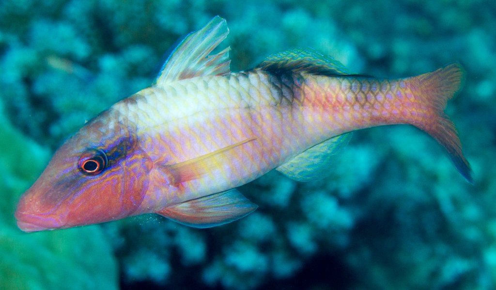 Manybar Goatfish