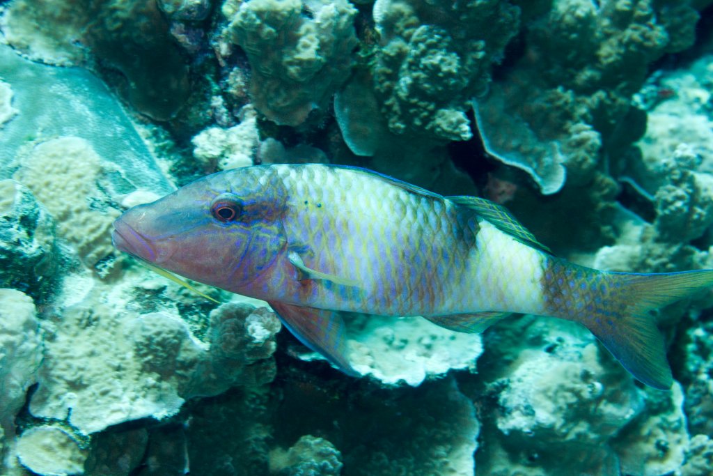 Manybar Goatfish