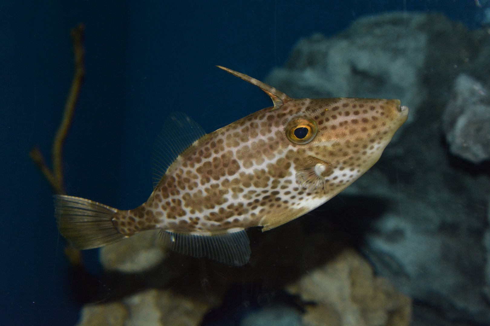 Manyspot leatherjacket (Thamnaconus tessellatus)