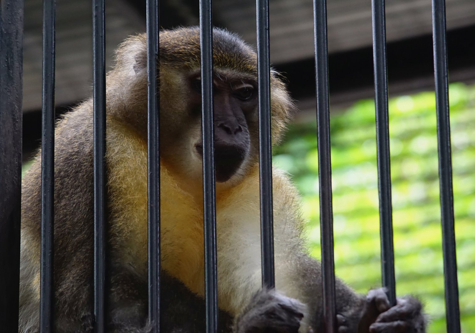 Maoming Forest Park - Golden-bellied mangabey