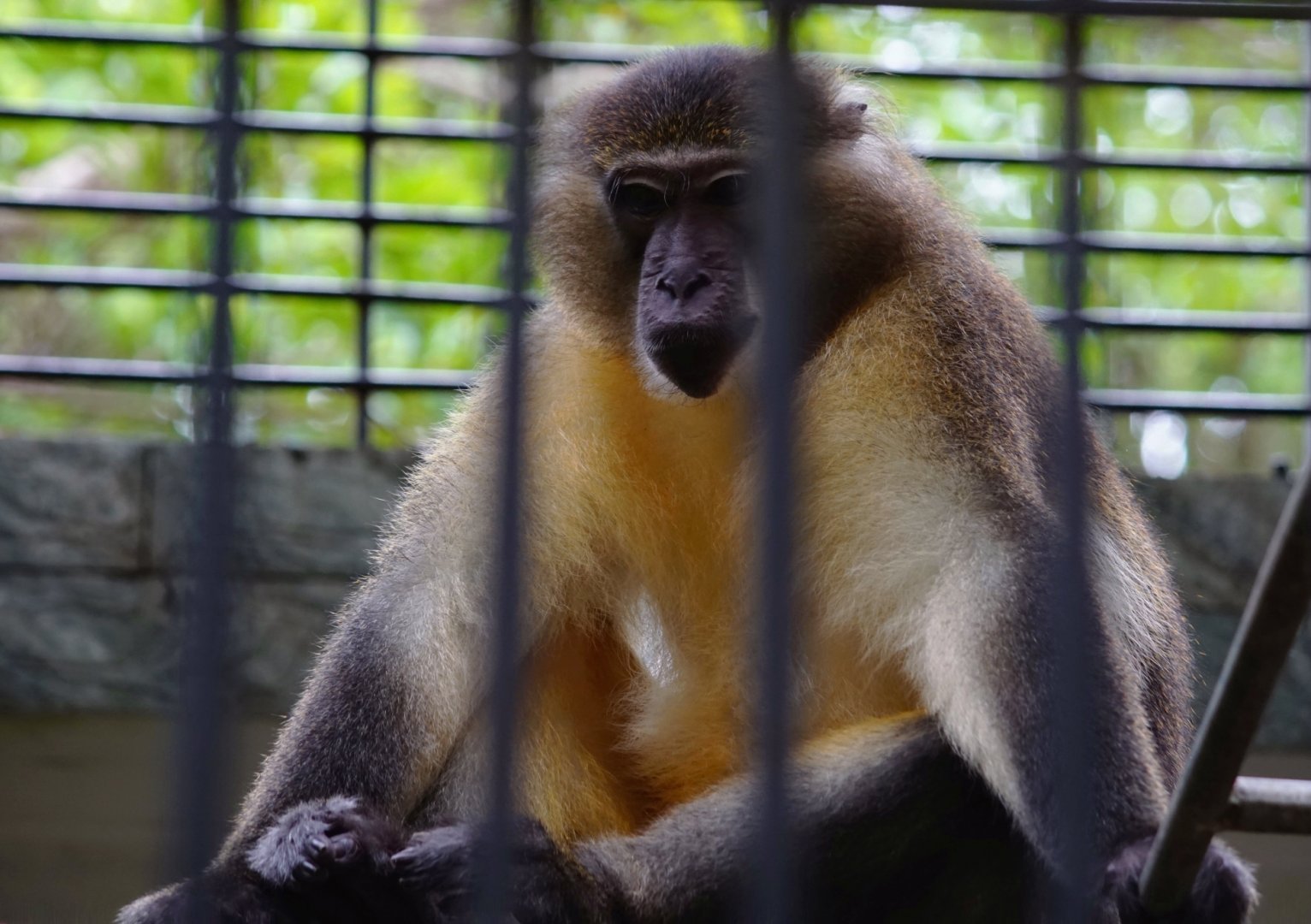 Maoming Forest Park - Golden-bellied mangabey