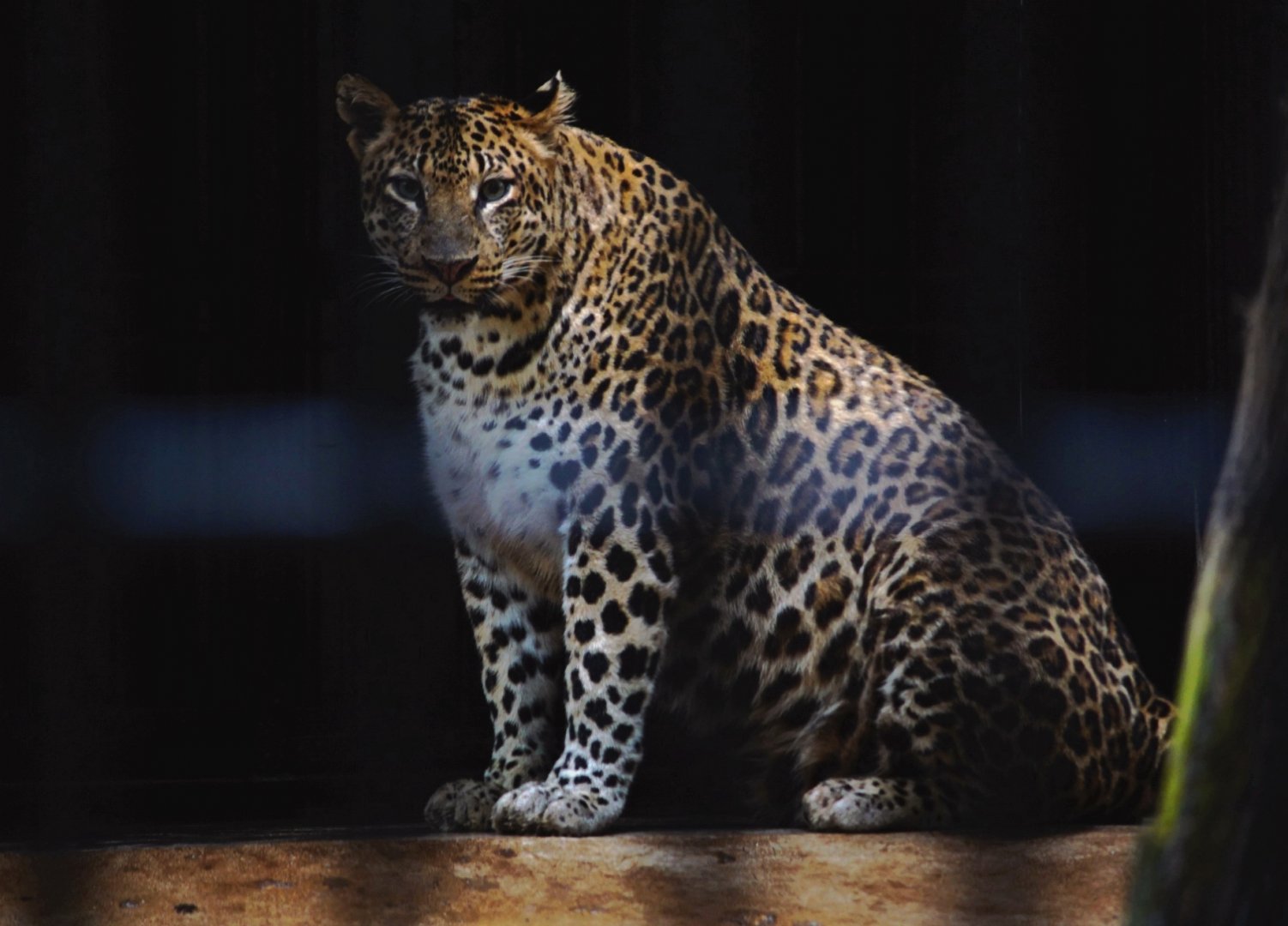 Maoming Forest Park - Leopard