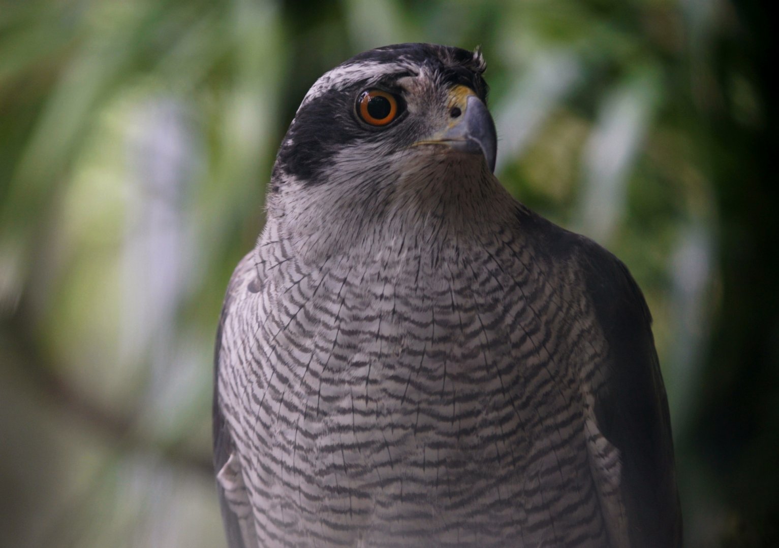 Maoming Forest Park - Northern goshawk