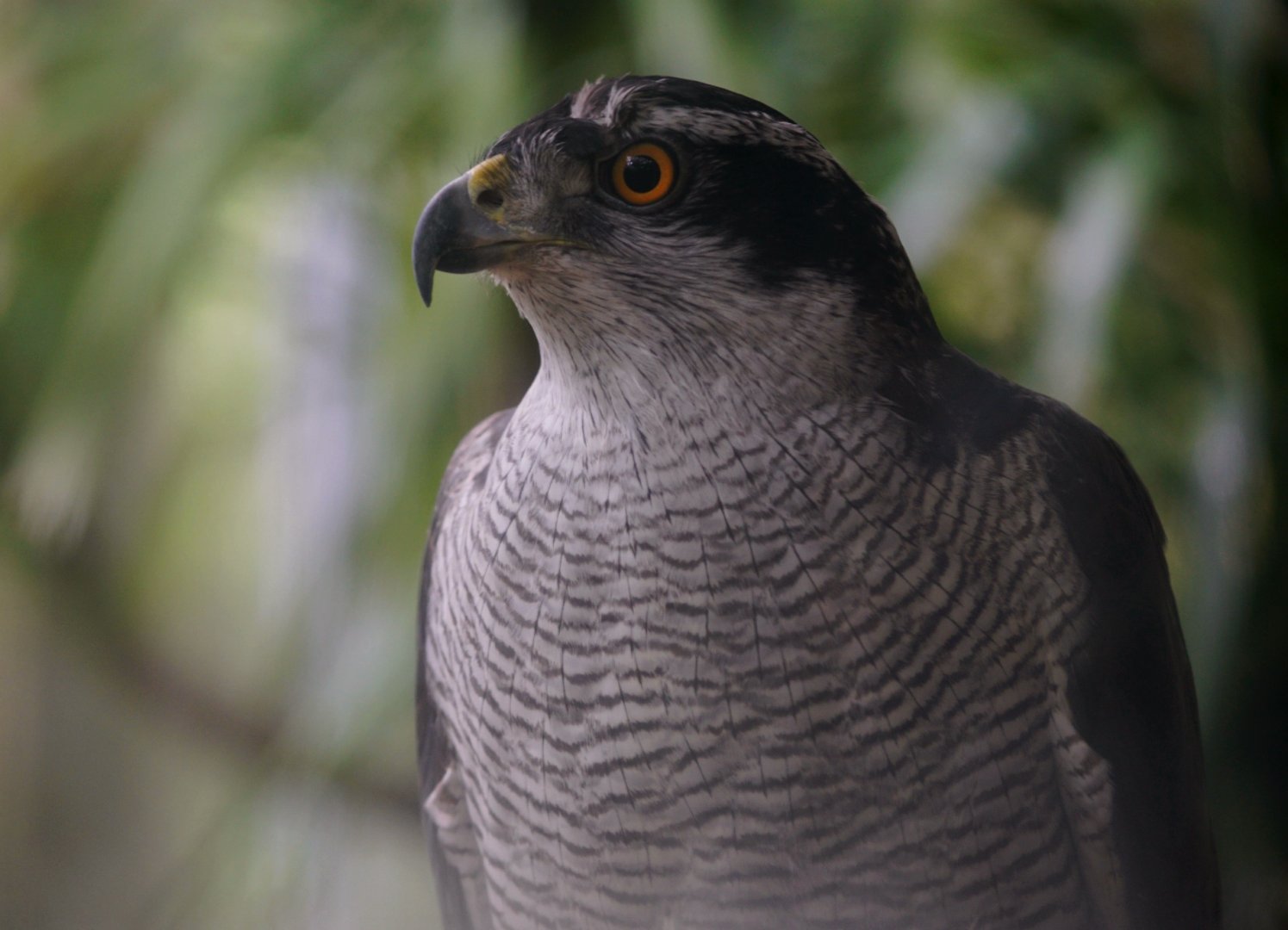 Maoming Forest Park - Northern goshawk