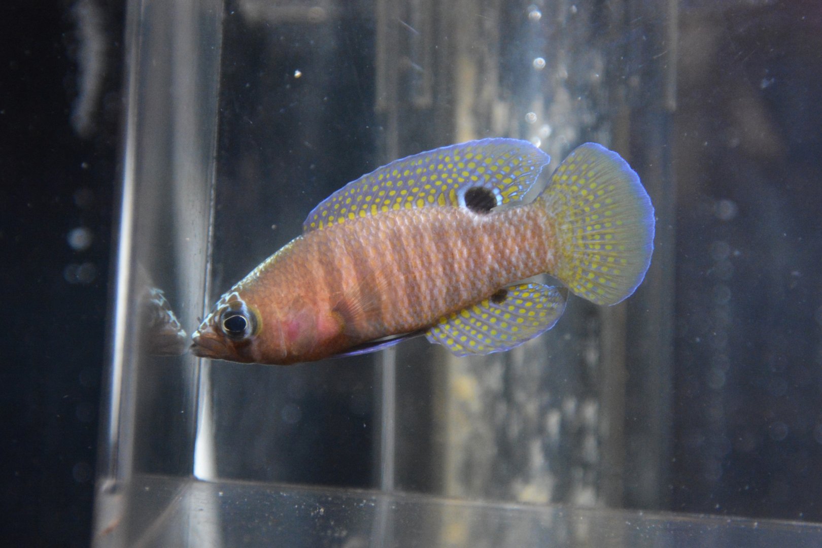 Maori basslet (Lipogramma schrieri)