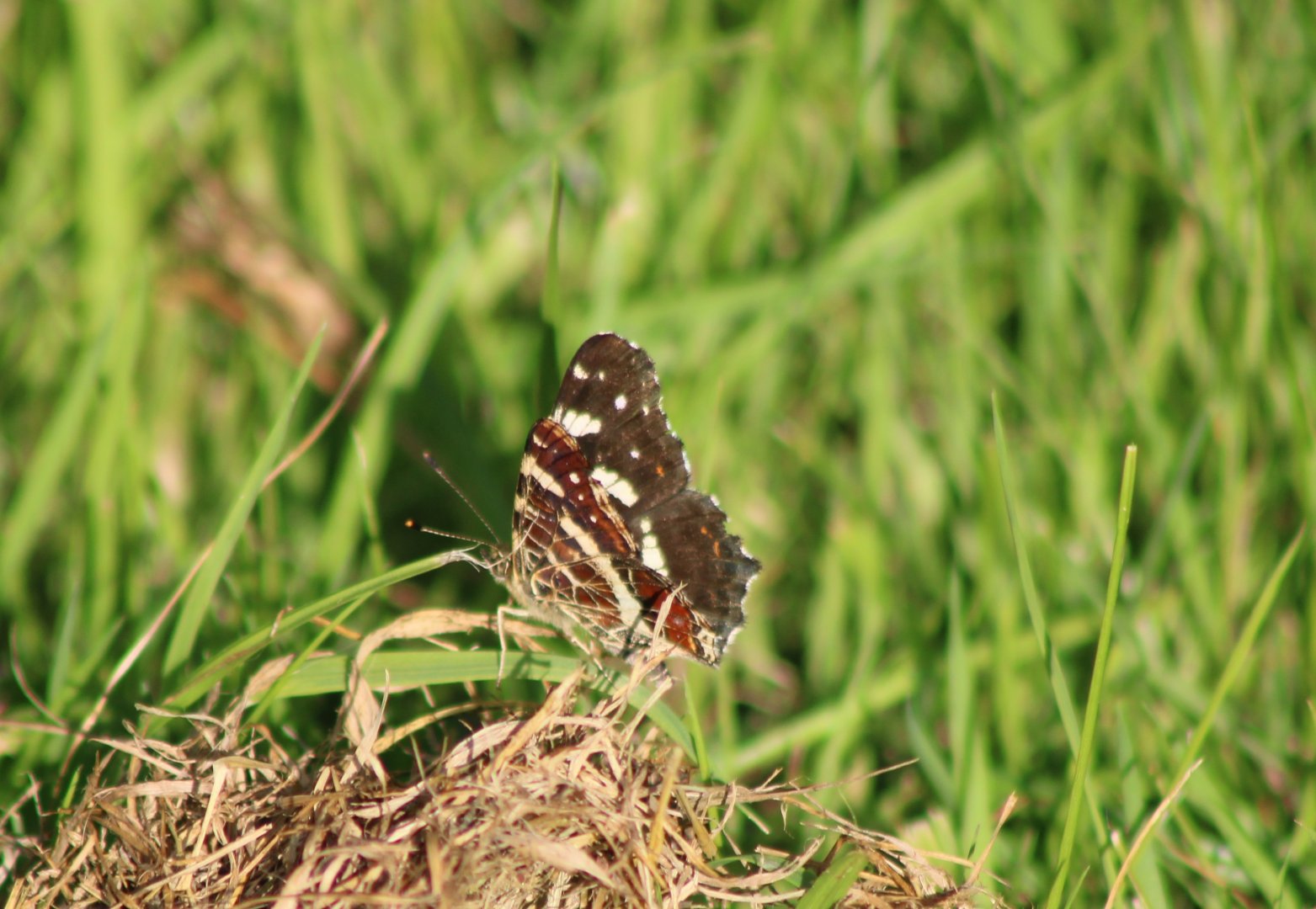 Map - Araschnia levana - summer-generation