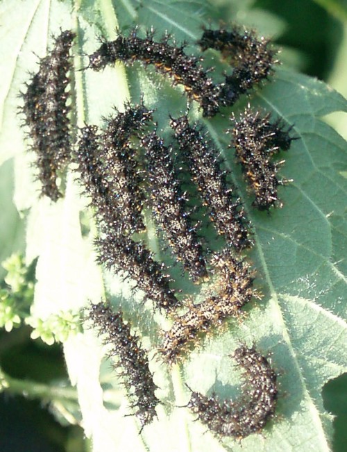 Map (Araschnia levana)