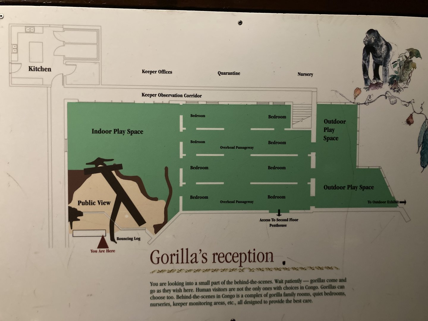 Map of Gorilla Behind the Scenes Area