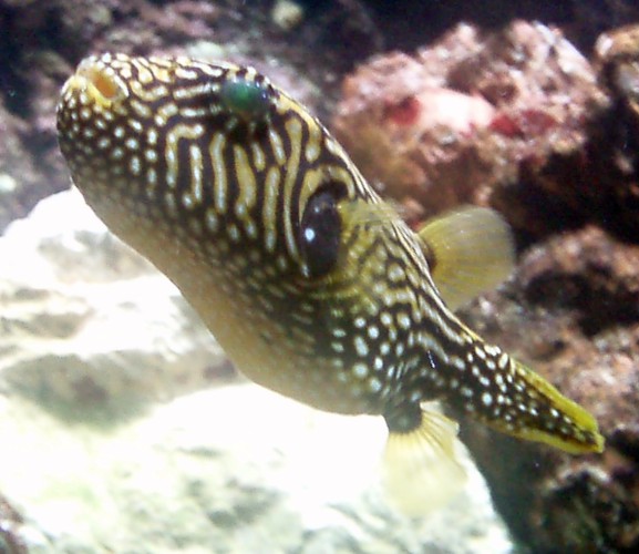 Map Puffer (Arothron mappa)