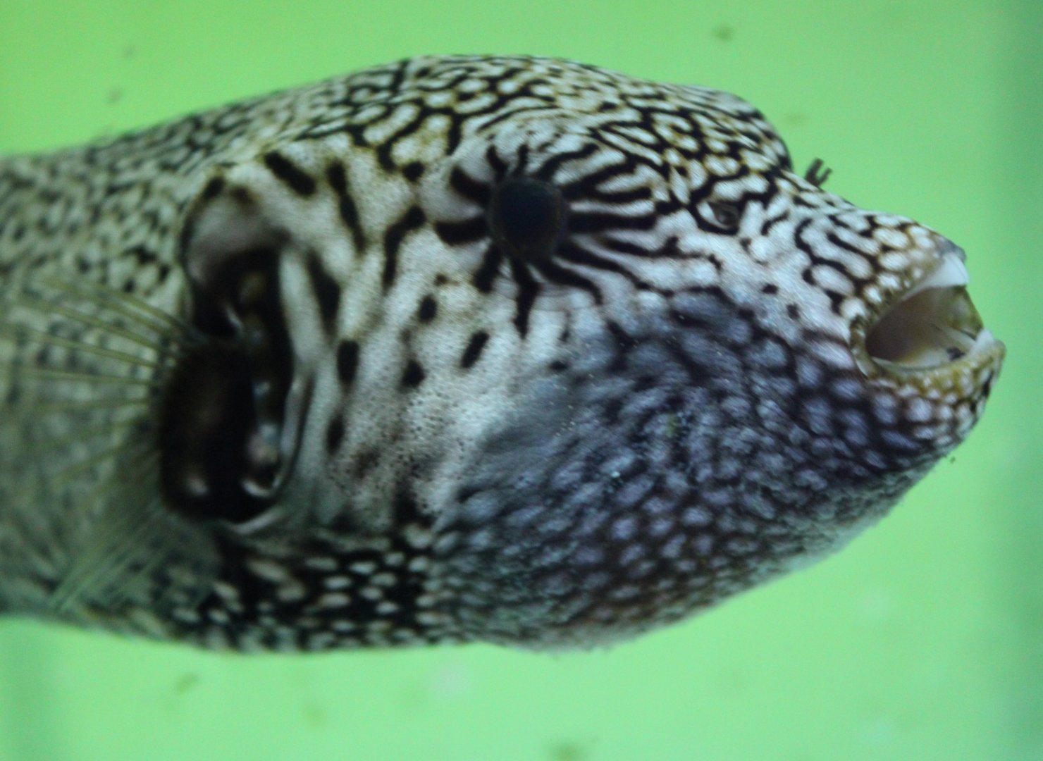 Map puffer - Arothron mappa