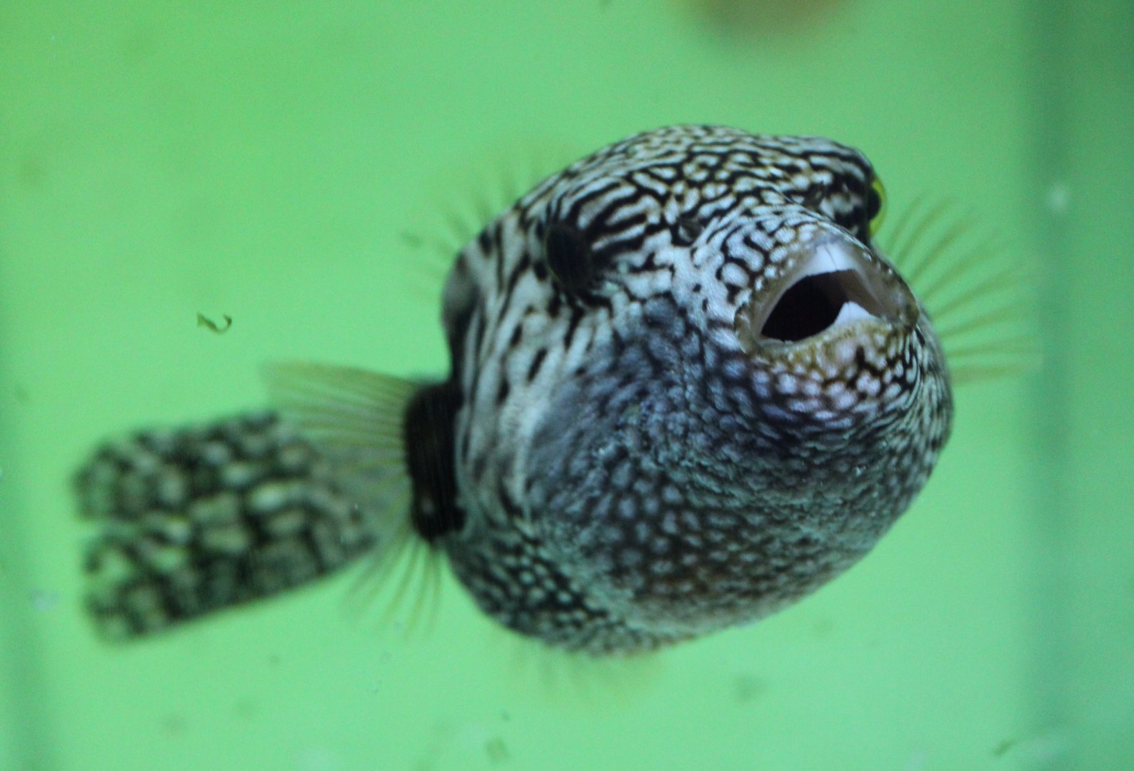 Map puffer - Arothron mappa