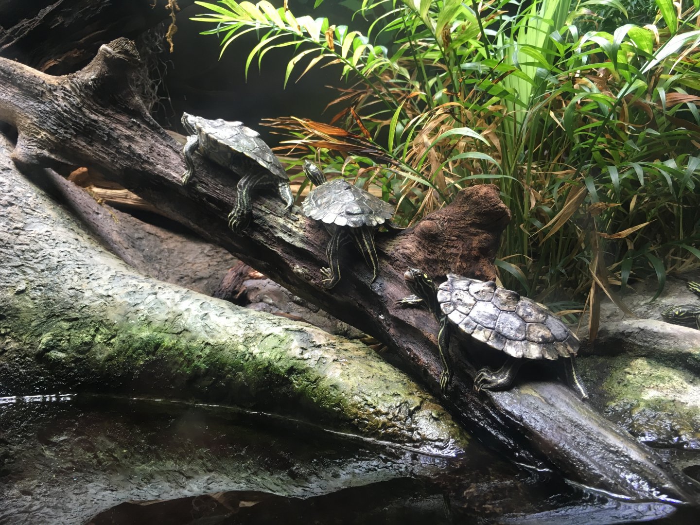 Map Turtle ID