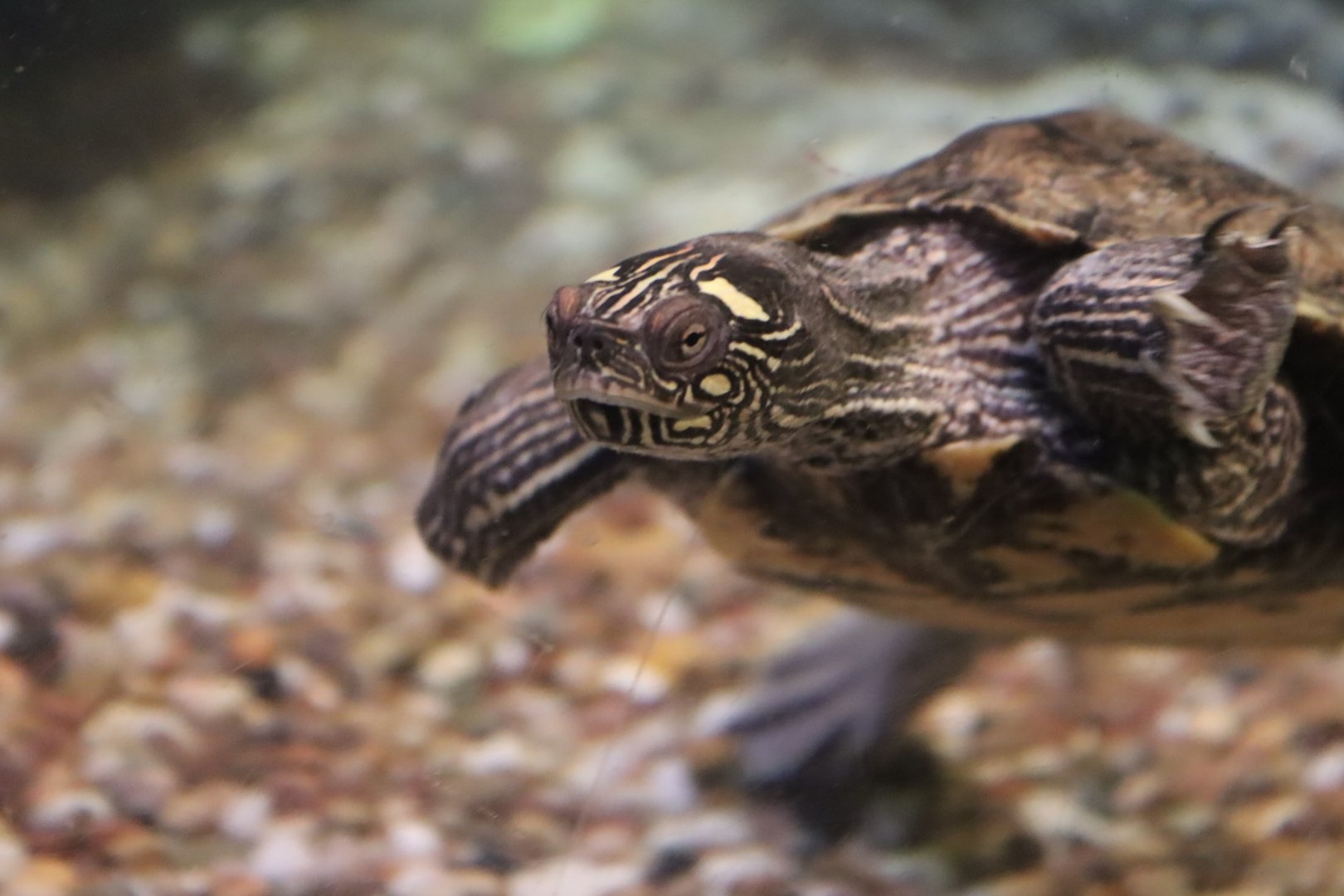 Map turtle ID