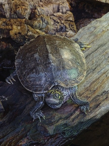 Map turtle (Northern map turtle) (Graptemys geographica)