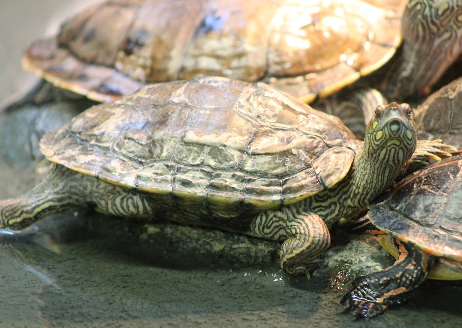 Map turtle species