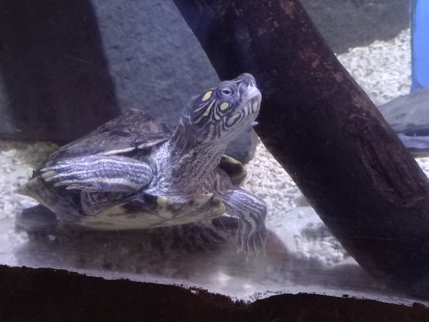 Map Turtle