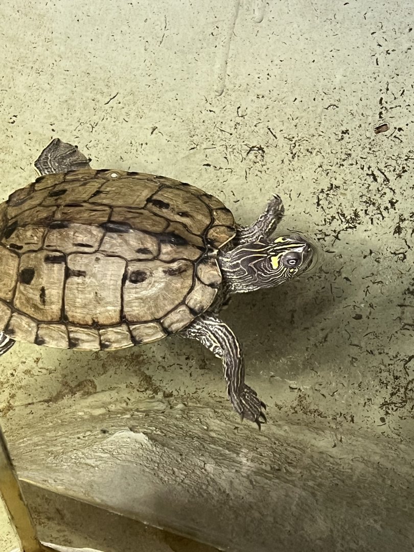 Map Turtle