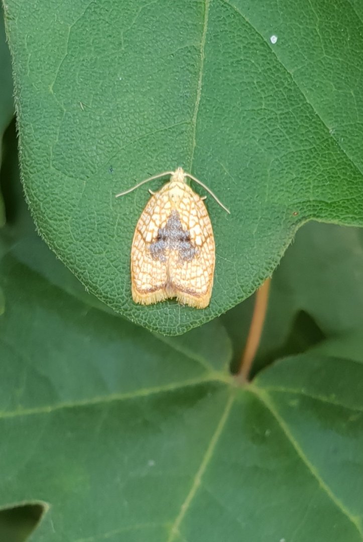 Maple leaftier moth - Acleris fosskaleana