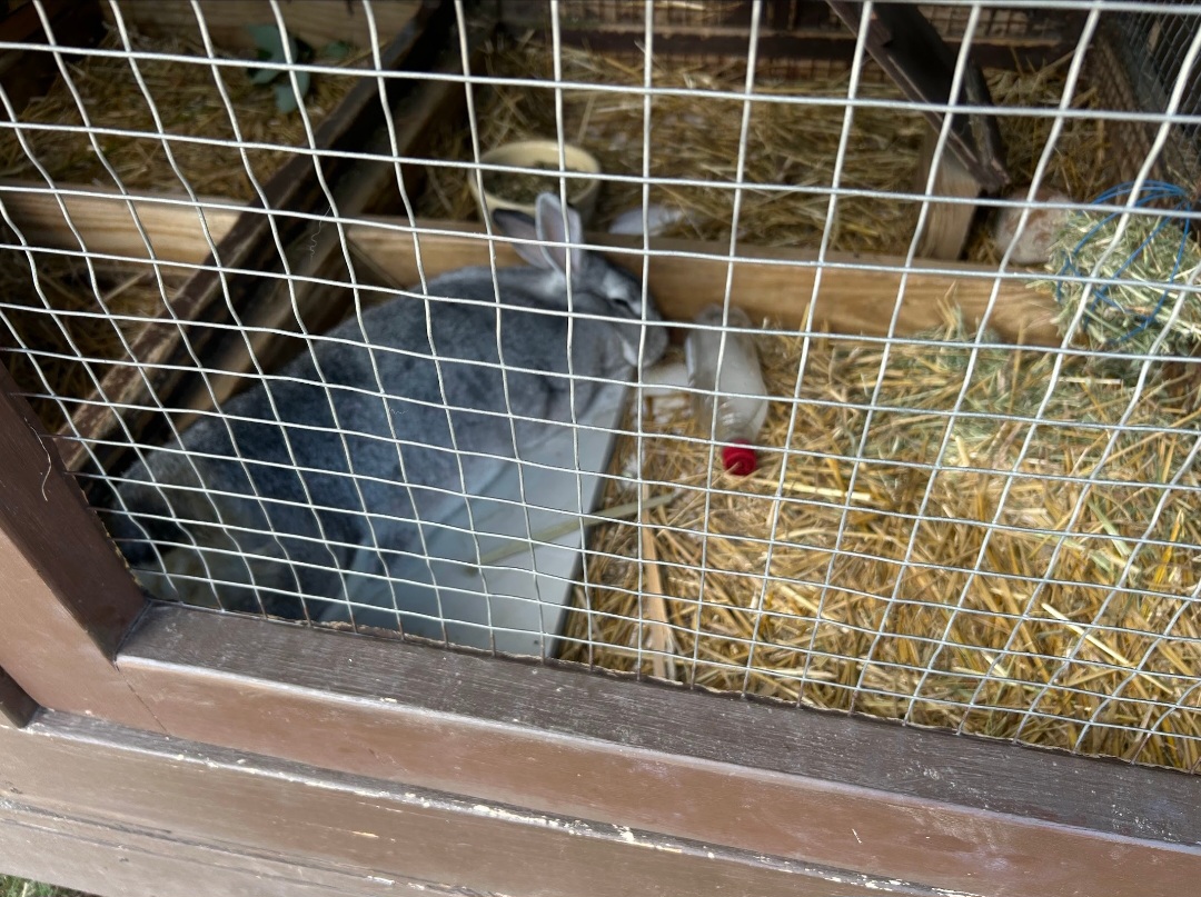 Maple the Bunny (Outdoor Discovery Center, Holland, MI, 8/8/25)