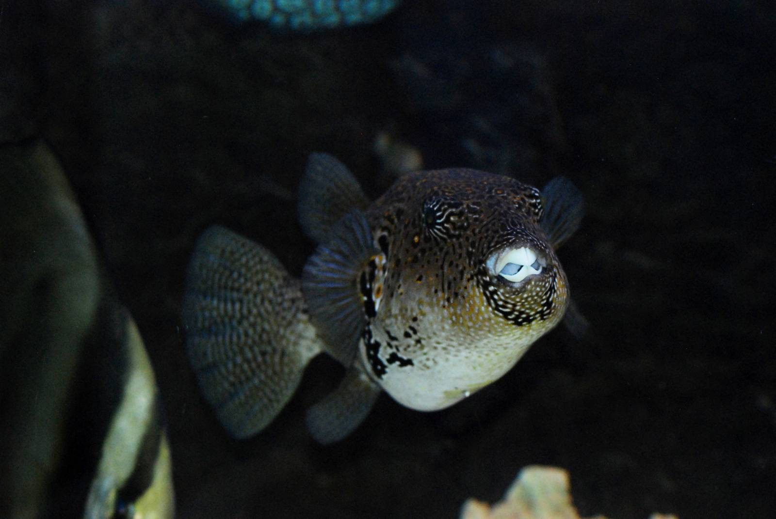 Mappa Pufferfish at Skegness, 11/11/12