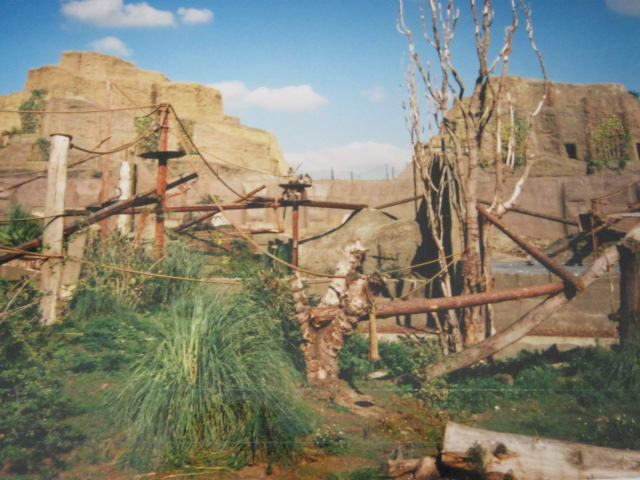 Mappins Hanuman Langurs poles and ropes. 1999.