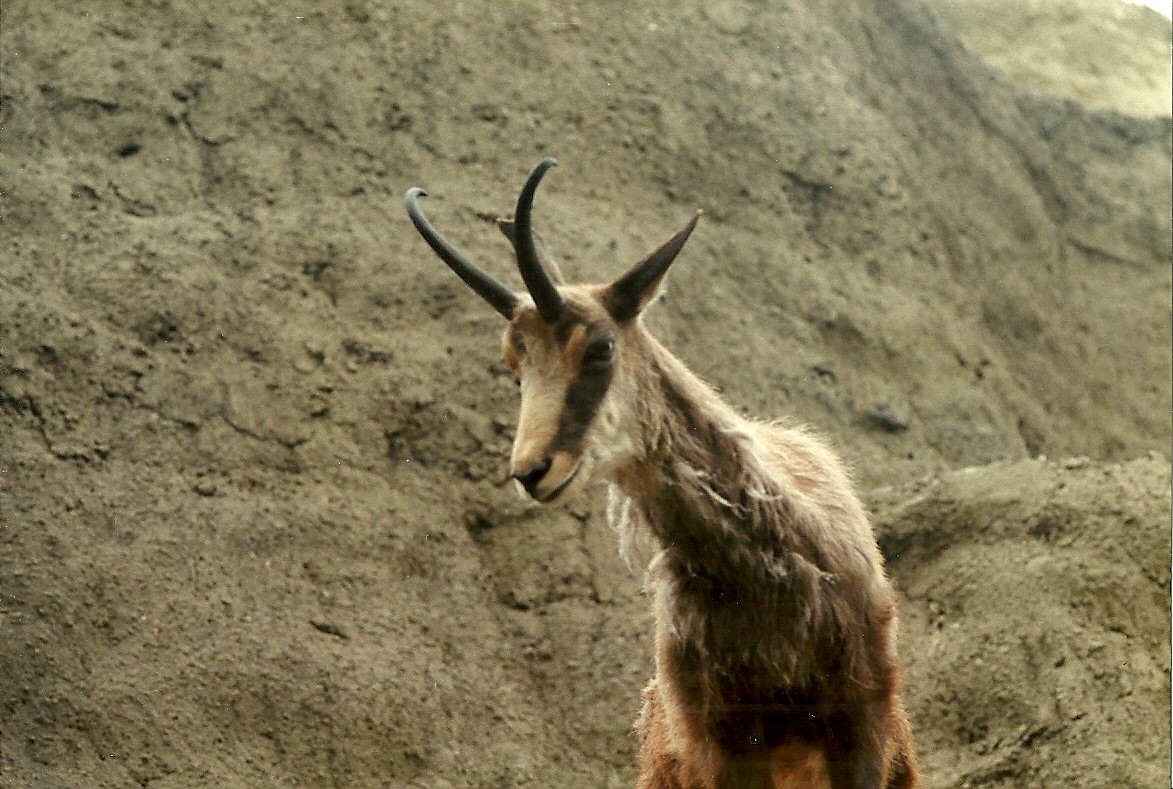 Mappins memories, May 1985