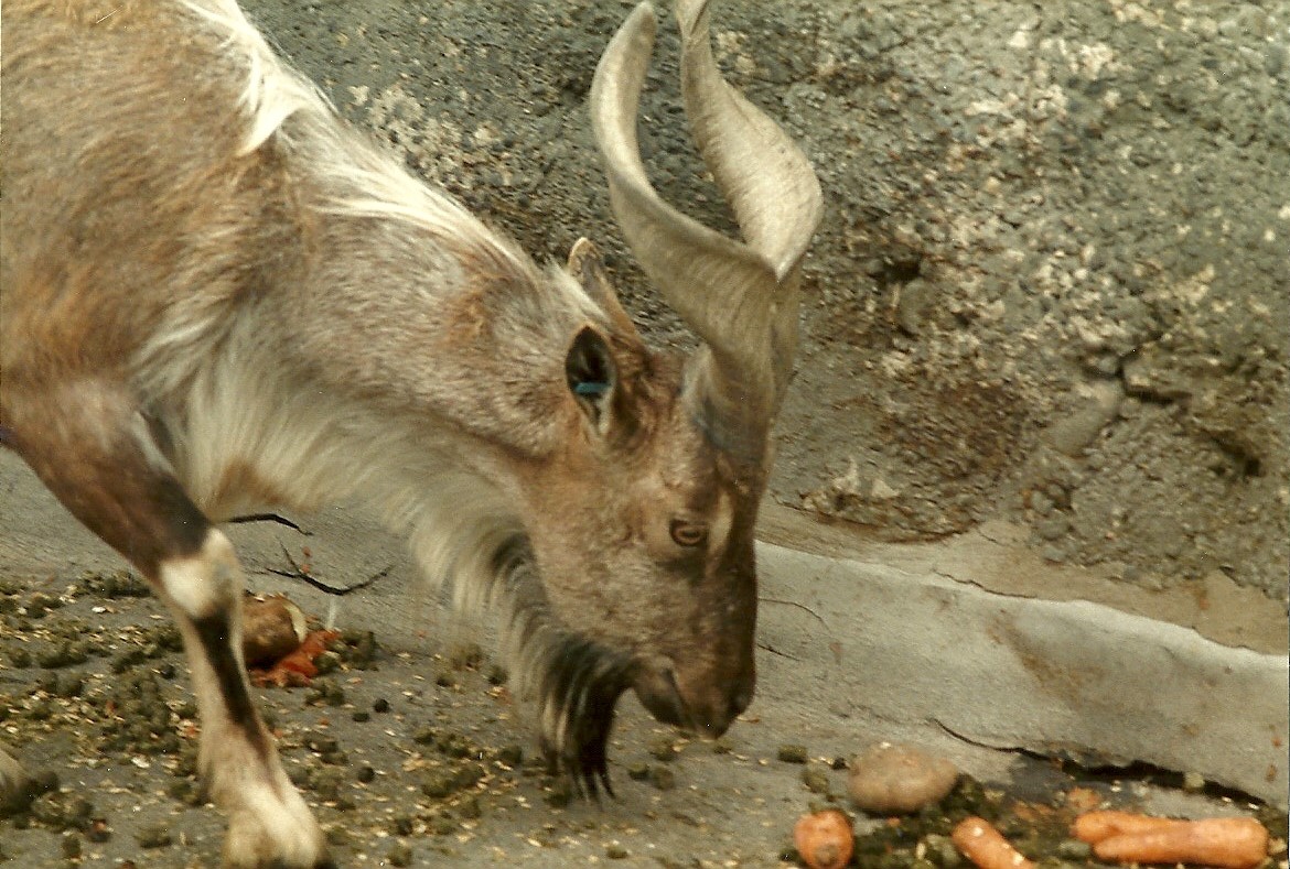 Mappins memories, May 1985