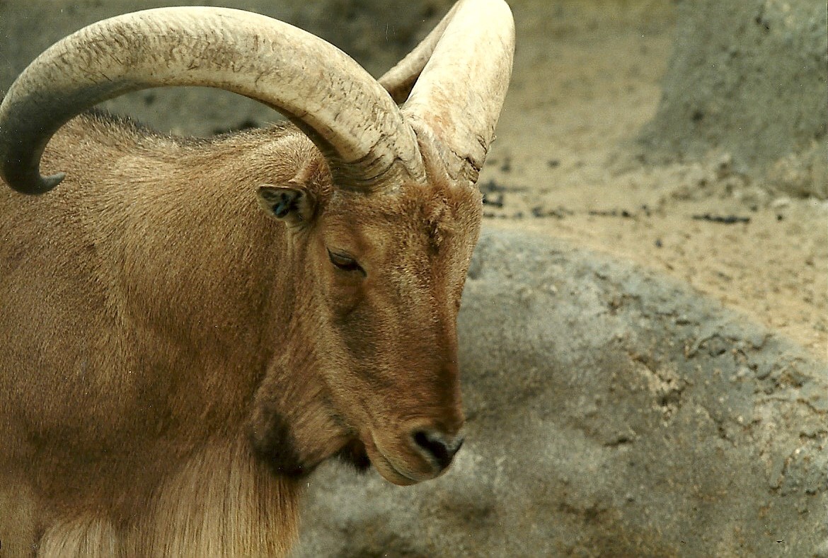 Mappins memories, May 1985