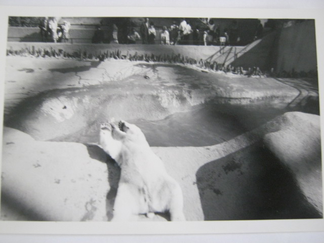 Mappins Polar Bear 1966.