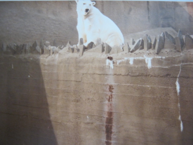 Mappins Polar Bear c1970s-80`s?