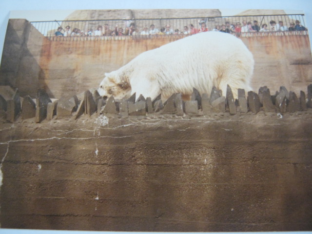 Mappins Polar Bear c1970s-80`s?