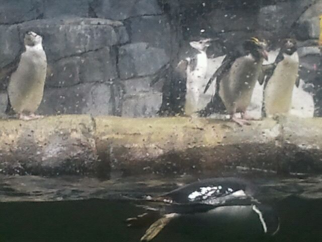Mar. 2012-Chinstrap, Gentoo, and Macaroni penguins