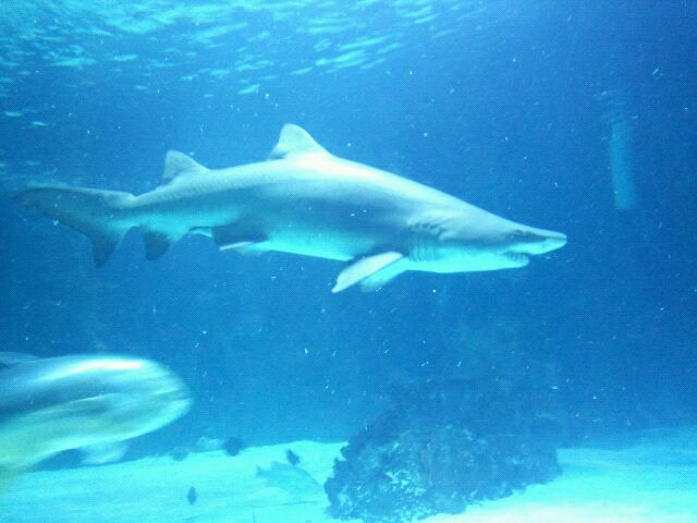 Mar. 2012-Danny the Sand tiger shark