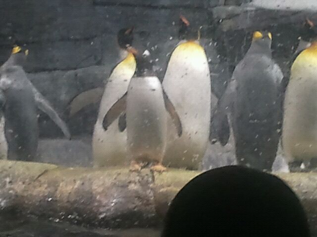 Mar. 2012-Gentoo and King penguins