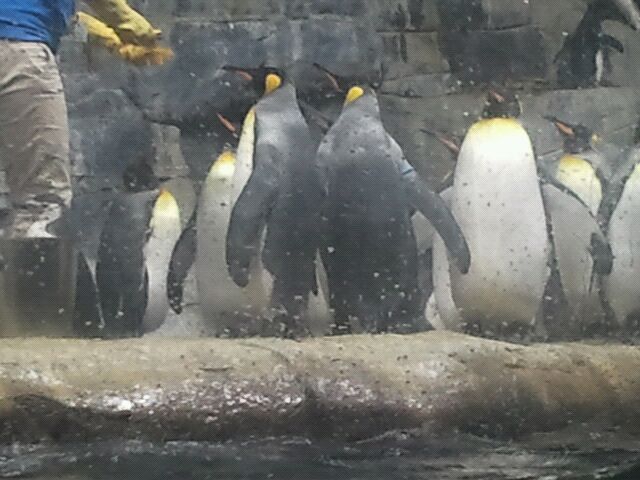 Mar. 2012-King penguins