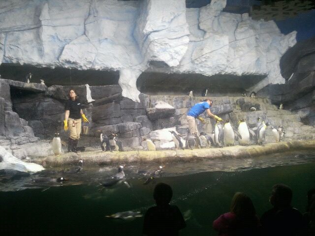 Mar. 2012-Penguin Palooza