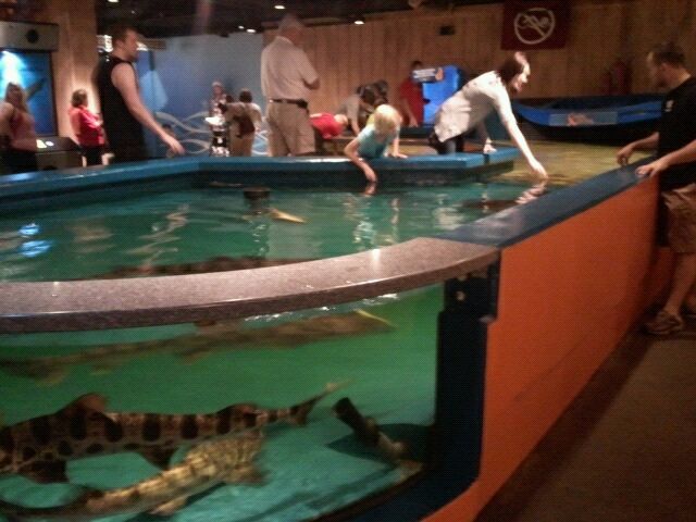 Mar. 2012-Shark Central