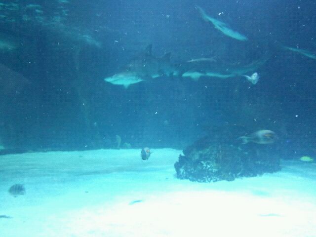 Mar. 2012-Surrounded by Sharks