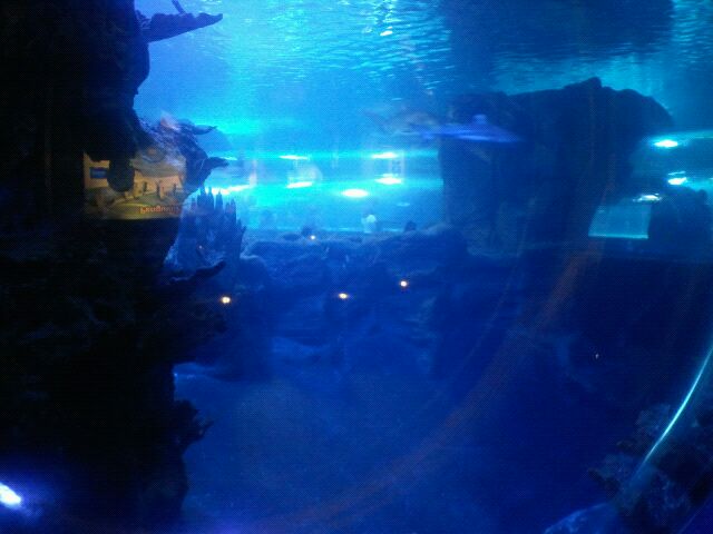 Mar. 2012-Surrounded by Sharks