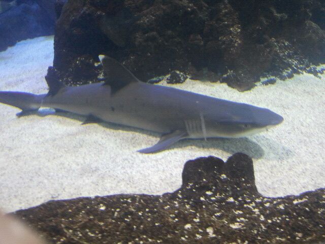 Mar. 2012-White-tip reef shark